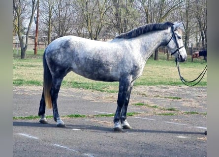Altri pony/cavalli di piccola taglia, Giumenta, 6 Anni, 145 cm, Grigio pezzato