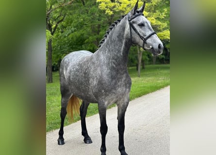 Altri pony/cavalli di piccola taglia, Giumenta, 6 Anni, 150 cm