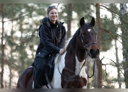 Altri pony/cavalli di piccola taglia, Giumenta, 6 Anni, 150 cm, Pezzato