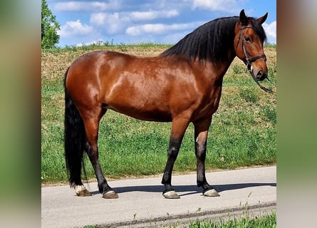 Altri pony/cavalli di piccola taglia, Giumenta, 6 Anni, 160 cm, Baio