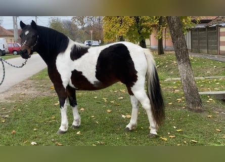 Altri pony/cavalli di piccola taglia, Giumenta, 7 Anni, 126 cm, Pezzato