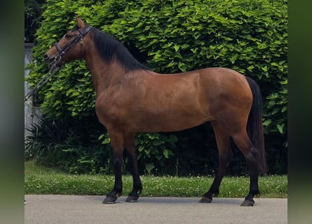 Altri pony/cavalli di piccola taglia, Giumenta, 7 Anni, 138 cm, Baio