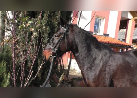 Altri pony/cavalli di piccola taglia, Giumenta, 7 Anni, 138 cm, Morello