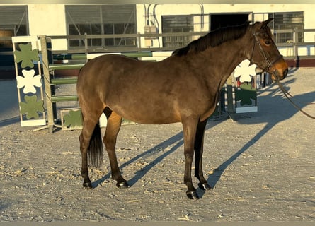 Altri pony/cavalli di piccola taglia, Giumenta, 7 Anni, 145 cm