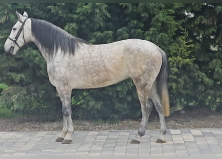 Altri pony/cavalli di piccola taglia, Giumenta, 7 Anni, 150 cm, Grigio