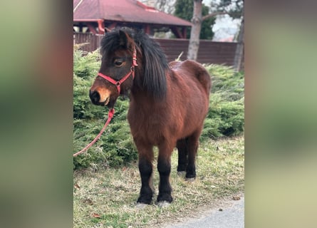 Altri pony/cavalli di piccola taglia, Giumenta, 8 Anni, 115 cm, Baio