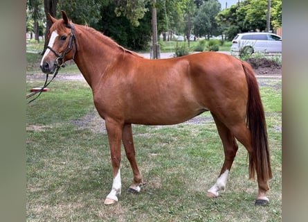 Altri pony/cavalli di piccola taglia, Giumenta, 9 Anni, 147 cm, Sauro