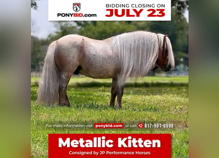 Altri pony/cavalli di piccola taglia, Stallone, 11 Anni, 84 cm, Roano rosso