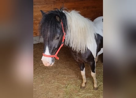 Altri pony/cavalli di piccola taglia, Stallone, 4 Anni, 104 cm, Pezzato