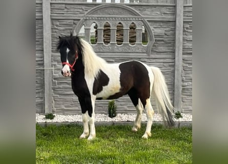Altri pony/cavalli di piccola taglia, Stallone, 4 Anni, 104 cm, Pezzato