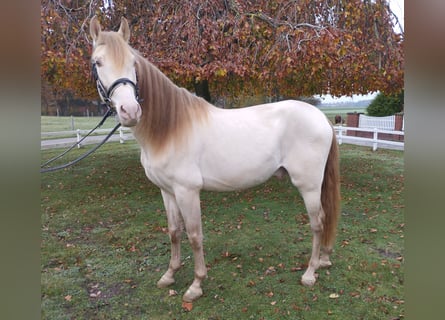 Altri pony/cavalli di piccola taglia, Stallone, 6 Anni, 155 cm, Perlino