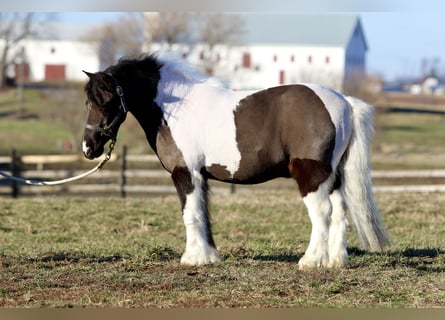 Altri pony/cavalli di piccola taglia, Castrone, 10 Anni, 107 cm, Pezzato