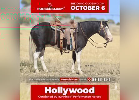 Altri pony/cavalli di piccola taglia, Castrone, 10 Anni, 124 cm, Pezzato