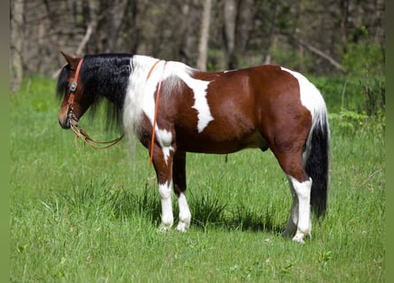 Altri pony/cavalli di piccola taglia, Castrone, 10 Anni, Pezzato