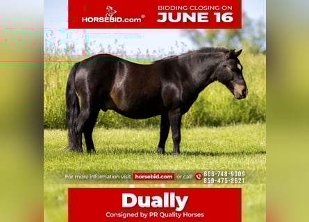Altri pony/cavalli di piccola taglia, Castrone, 11 Anni, 102 cm, Morello