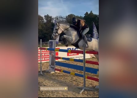 Altri pony/cavalli di piccola taglia, Castrone, 11 Anni, 143 cm, Grigio