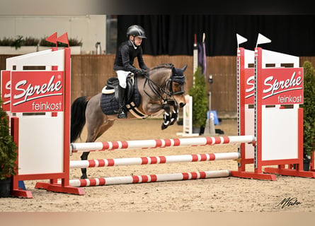 Altri pony/cavalli di piccola taglia, Castrone, 12 Anni, 121 cm, Baio