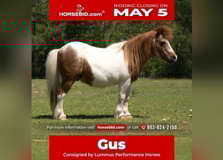 Altri pony/cavalli di piccola taglia, Castrone, 12 Anni, 91 cm