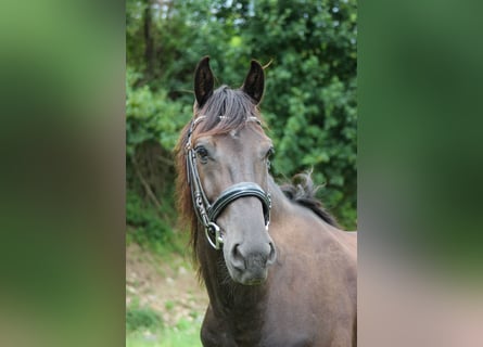 Altri pony/cavalli di piccola taglia, Castrone, 13 Anni, 152 cm, Morello