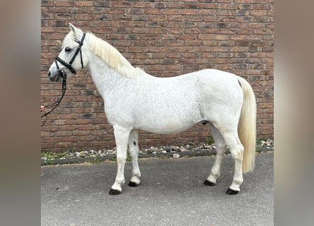 Altri pony/cavalli di piccola taglia, Castrone, 15 Anni, 125 cm, Grigio