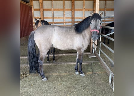 Altri pony/cavalli di piccola taglia, Castrone, 3 Anni, 145 cm, Grullo