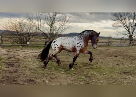 Altri pony/cavalli di piccola taglia, Castrone, 3 Anni, 155 cm, Leopard