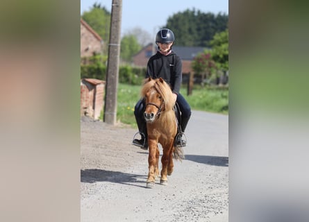Altri pony/cavalli di piccola taglia, Castrone, 4 Anni, 107 cm, Sauro ciliegia