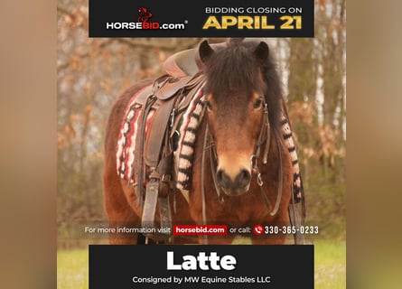 Altri pony/cavalli di piccola taglia, Castrone, 4 Anni, 112 cm, Baio ciliegia