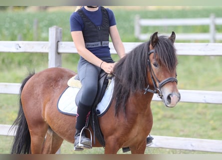 Altri pony/cavalli di piccola taglia, Castrone, 4 Anni, 119 cm, Baio