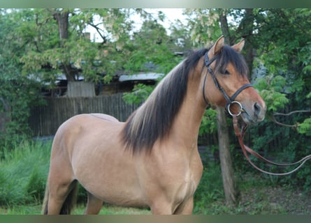 Altri pony/cavalli di piccola taglia, Castrone, 4 Anni, 132 cm, Falbo