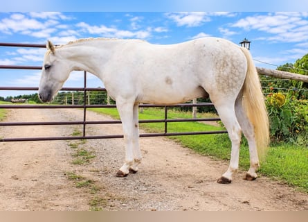Altri pony/cavalli di piccola taglia, Castrone, 4 Anni, 132 cm, Grigio