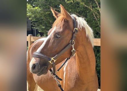 Altri pony/cavalli di piccola taglia, Castrone, 4 Anni, 142 cm, Pezzato