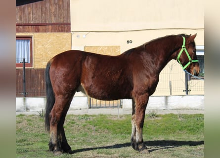 Altri pony/cavalli di piccola taglia, Castrone, 4 Anni, 145 cm, Baio