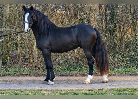 Altri pony/cavalli di piccola taglia, Castrone, 4 Anni, 145 cm, Morello