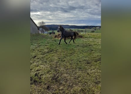 Altri pony/cavalli di piccola taglia Mix, Castrone, 4 Anni, 149 cm, Falbo baio
