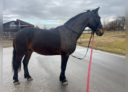 Altri pony/cavalli di piccola taglia, Castrone, 4 Anni, 150 cm, Morello
