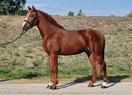 Altri pony/cavalli di piccola taglia, Castrone, 4 Anni, 158 cm, Sauro