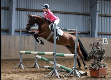 Altri pony/cavalli di piccola taglia, Castrone, 4 Anni, Baio