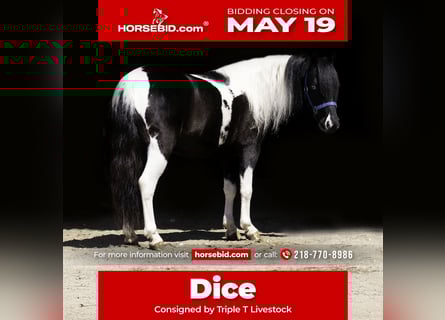 Altri pony/cavalli di piccola taglia, Castrone, 5 Anni, 104 cm