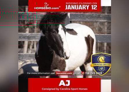 Altri pony/cavalli di piccola taglia, Castrone, 5 Anni, 119 cm