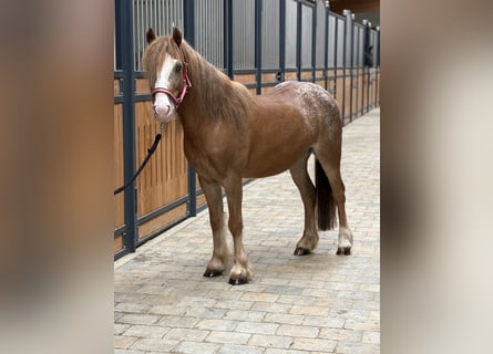 Altri pony/cavalli di piccola taglia, Castrone, 5 Anni, 120 cm