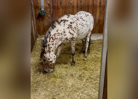 Altri pony/cavalli di piccola taglia, Castrone, 5 Anni, 130 cm, Leopard