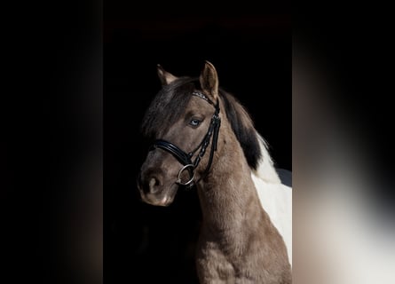 Altri pony/cavalli di piccola taglia, Castrone, 5 Anni, 130 cm, Pezzato