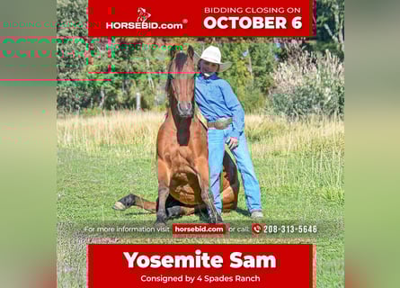 Altri pony/cavalli di piccola taglia, Castrone, 5 Anni, 135 cm, Baio ciliegia