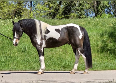Altri pony/cavalli di piccola taglia, Castrone, 5 Anni, 138 cm, Pezzato