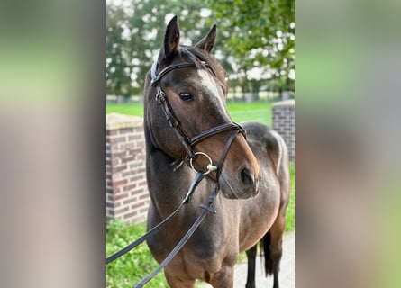 Altri pony/cavalli di piccola taglia, Castrone, 5 Anni, 140 cm, Baio
