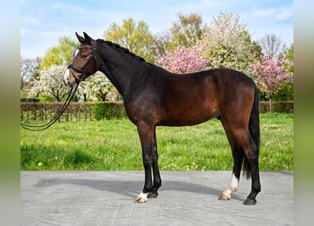 Altri pony/cavalli di piccola taglia, Castrone, 5 Anni, 142 cm, Baio
