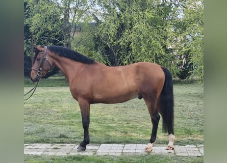 Altri pony/cavalli di piccola taglia, Castrone, 5 Anni, 147 cm, Baio