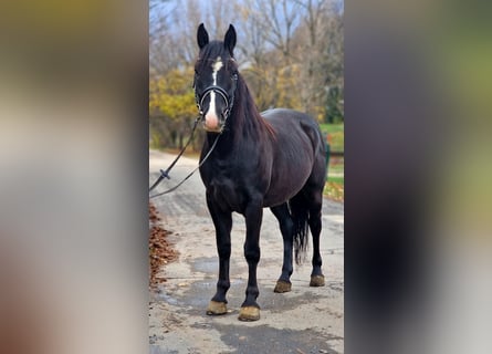 Altri pony/cavalli di piccola taglia, Castrone, 5 Anni, 147 cm, Morello