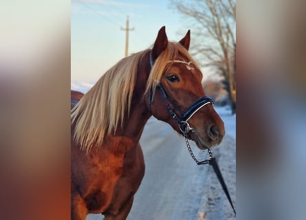 Altri pony/cavalli di piccola taglia, Castrone, 5 Anni, 147 cm, Sauro
